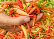Pasokan Melimpah, Harga Cabai di Kediri Turun Hingga Rp13 Ribu per Kilogram