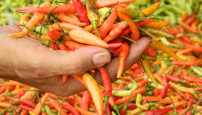 Pasokan Melimpah, Harga Cabai di Kediri Turun Hingga Rp13 Ribu per Kilogram