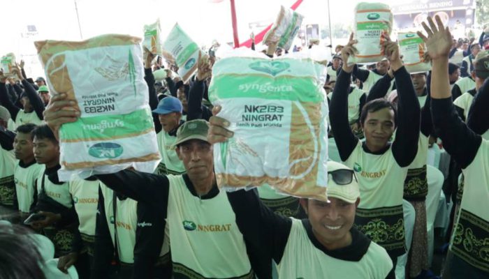 Syngenta Luncurkan Benih Padi Hibrida Ningrat NK2133 Tingkatkan Produktivitas Petani