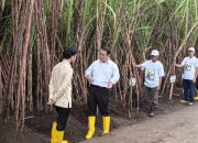 Danantara Indonesia Alokasikan Rp1,5 Triliun untuk Pembelian Gula Pasir Petani yang Belum Terjual