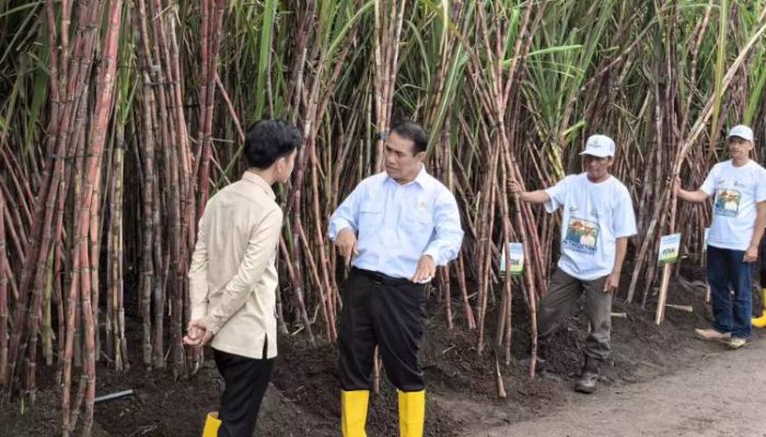 Danantara Indonesia Alokasikan Rp1,5 Triliun untuk Pembelian Gula Pasir Petani yang Belum Terjual