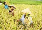 Produksi Padi Jatim 2025 Tertinggi Nasional, Khofifah: Desa Jadi Penopang Kemandirian Pangan