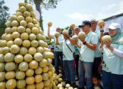 Program Pestani Melon Pantura Petrokimia Gresik Dongkrak Produktivitas Petani hingga 10 Persen