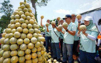 Program Pestani Melon Pantura Petrokimia Gresik Dongkrak Produktivitas Petani hingga 10 Persen