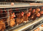 Unggas Indonesia Kuasai Pasar Ekspor, Nilai Tembus Rp18,2 Miliar