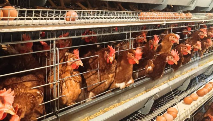 Unggas Indonesia Kuasai Pasar Ekspor, Nilai Tembus Rp18,2 Miliar