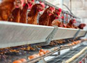 Kementan dan Pelaku Usaha Komit Dongkrak Harga Ayam Broiler di Tingkat Peternak
