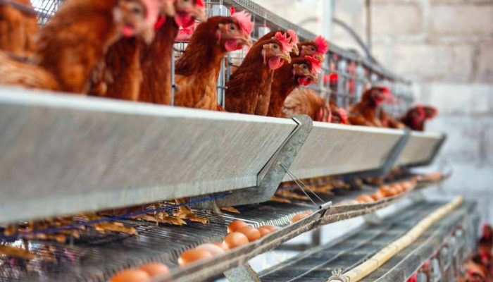 Kementan dan Pelaku Usaha Komit Dongkrak Harga Ayam Broiler di Tingkat Peternak