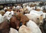 Kejar Swasembada Daging, Pemerintah Bidik Sapi Indukan dari Brasil dan Eropa