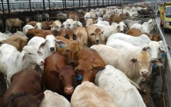 Kejar Swasembada Daging, Pemerintah Bidik Sapi Indukan dari Brasil dan Eropa