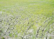 Pompanisasi Digenjot, 3.233 Hektare Sawah Kekeringan di Lamongan Berhasil Dialiri