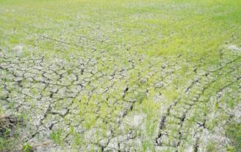 Pompanisasi Digenjot, 3.233 Hektare Sawah Kekeringan di Lamongan Berhasil Dialiri