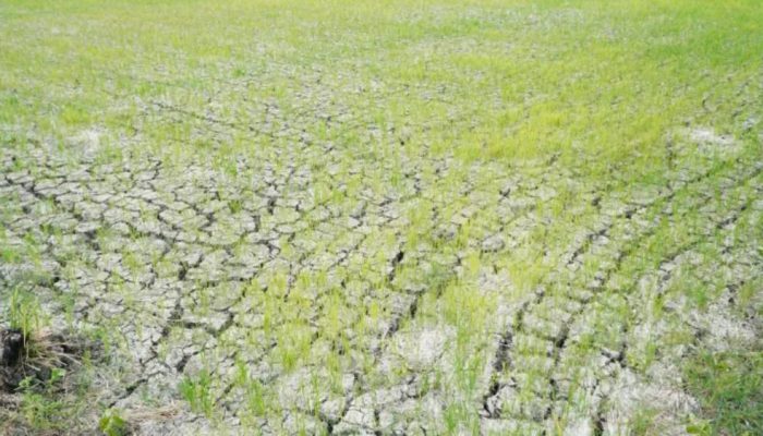 Pompanisasi Digenjot, 3.233 Hektare Sawah Kekeringan di Lamongan Berhasil Dialiri